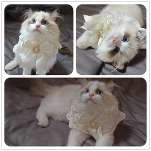 Luxury Pet Lace Collar Elegant Satin Bowknot With Faux Artificial Pearl Rhinestone Dog Cat Scarf Bib For Wedding Birthday Party
