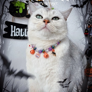 Halloween pet necklace with colorful beads, pumpkin and black cat pendants on white cat