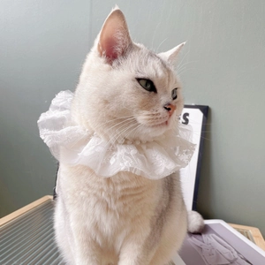 Elegant white lace pet collar with faux pearl beads for cats and small dogs
