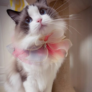 Eleganter Pailletten-Tüll-Halsband für Haustiere mit Spitze und Herzanhänger für Katzen