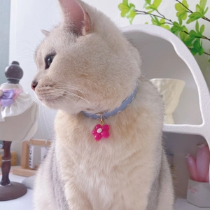 Blaues Haustierhalsband mit Polka-Dots und rosa Blumenanhänger an einer Katze