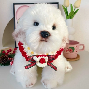 Hand-knitted Christmas pet collar with reindeer and bowknot on white dog model