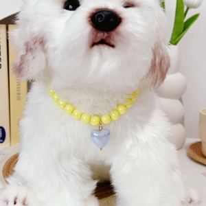 Detail of yellow bead pet necklace with blue heart pendant on small white dog