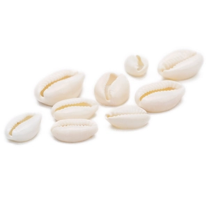 Detailed macro view showing natural white cowrie shells for DIY jewelry making