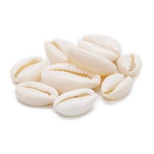 Detailed view of natural cowrie shells with polished cream finish for DIY jewelry crafts