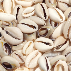 Macro shot of natural ivory cowrie shells with glossy texture for DIY jewelry making