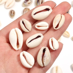 Irregular natural cowrie shells in hand for DIY jewelry and crafts making