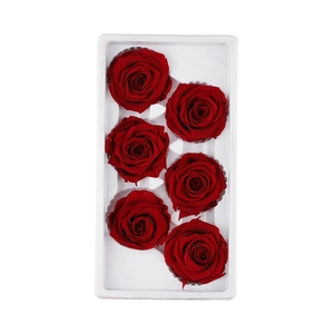 Detailed view of six red preserved rose heads secured in a white protective tray