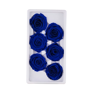 Macro view of six deep blue preserved roses arranged in a white protective holder