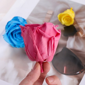 Close-up of a preserved fuchsia rose bloom being held to show size and texture