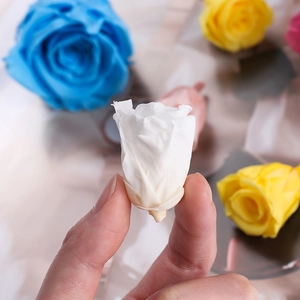 Macro shot of small preserved white rose flower head showing petal texture and size