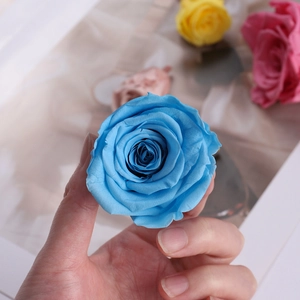 Macro shot of a vibrant blue preserved rose held by hand to show size and texture