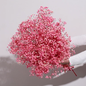 Extra large bundle of pink dried gypsophila flowers held in arms for home decoration