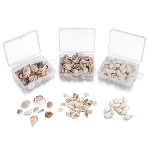 Natural mixed seashells and conches set in transparent storage boxes for DIY jewelry making
