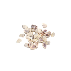 Macro shot of assorted natural sea shells for DIY crafts on a clean white background
