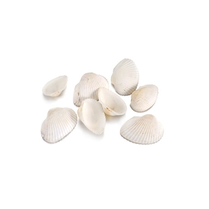 Macro shot of natural white clam shells with radial ribs for DIY crafts and aquarium decor