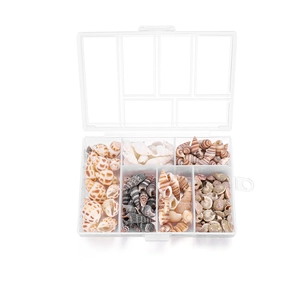 Sortiment natürlicher Muscheln in transparenter 6-Gitter-Box für DIY-Schmuckherstellung