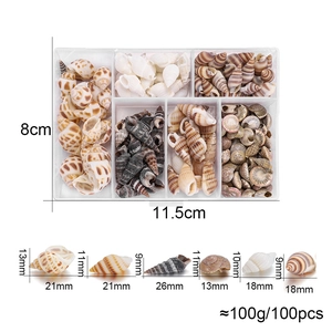 Mix di conchiglie e chiocciole naturali in scatola a 6 scomparti per fai da te e decor