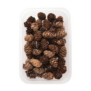 Bulk natural dried pine cones in a transparent storage box for DIY aromatherapy decor
