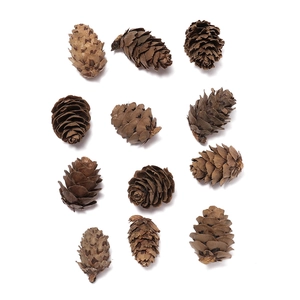 Set of 12 natural dried pine cones in various shapes for DIY crafts and home decor