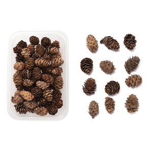 Detailed view of natural dried pine cones in a clear box and organized array for DIY crafts