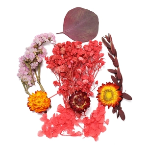 Mélange de fleurs séchées colorées avec gypsophile rouge et eucalyptus pour loisirs créatifs