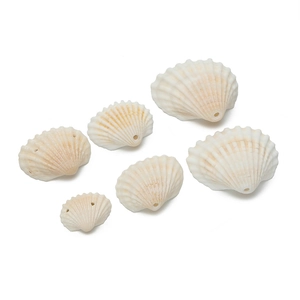 Macro detail of natural scalloped shells with pre-drilled holes for DIY jewelry making