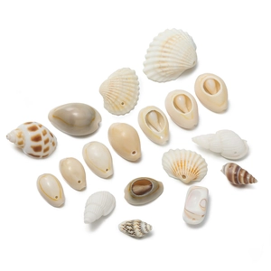Detailed view of assorted natural seashells with pre-drilled holes for jewelry DIY crafts
