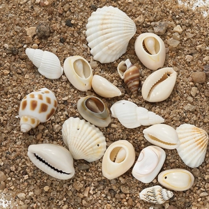 Natural Sea Shell Conch Pendants Gold Rimmed Drilled Scallop Cowrie Shell Beads For DIY Jewelry Making Necklaces Accessories
