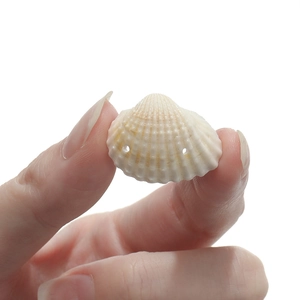 Macro shot of natural cream white seashell pendant with double-drilled holes for DIY jewelry