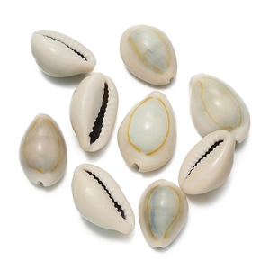 Macro detail of nine natural cowrie shells for DIY jewelry making on white background