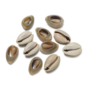 Close-up of 10 natural cowrie shells with pre-drilled holes for DIY jewelry making