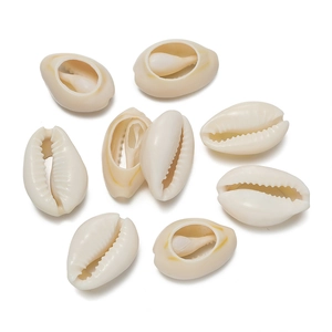 Detail of eight natural white cowrie shells with ribbed textures for DIY jewelry making