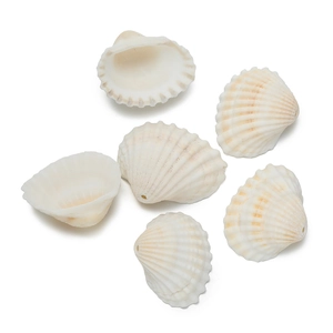 Macro detail of natural white seashells with pre-drilled holes for DIY jewelry making