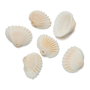 Macro detail of pre-drilled natural white cockle shells for handmade DIY jewelry making