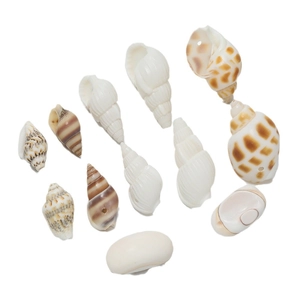Assorted natural sea shells and conches with pre-drilled holes for DIY jewelry making
