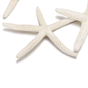 Macro shot of natural white starfish showing detailed biological surface texture for DIY decor