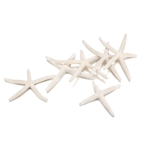 Macro shot of natural white starfish with textured surface for DIY and aquarium decor