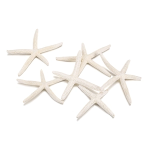Close-up of six natural white starfish with textured surface for DIY home decor