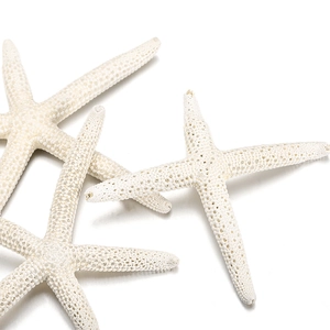 Close-up of three natural beige starfishes with detailed texture for DIY home decor