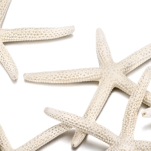 Close-up of natural cream-colored starfish showing detailed bony texture and five-point shape
