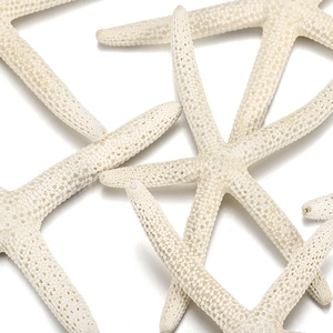Macro detail of natural dried five-finger starfish with textured cream white surface