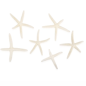 Detail view of natural starfish set showing unique textures for home and aquarium decor