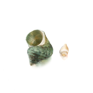 Set de caracolas naturales blancas con textura espiral para joyería DIY y adornos