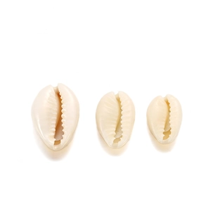 Three natural cowrie shells with gold edges in gradient sizes for DIY jewelry making