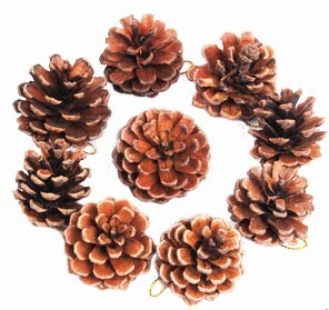 Set of 9 natural pine cones with gold hanging strings for Christmas tree decoration