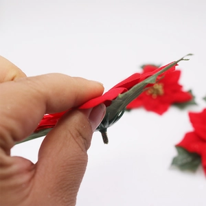 Red poinsettia Christmas flower decoration with green leaves showing soft texture