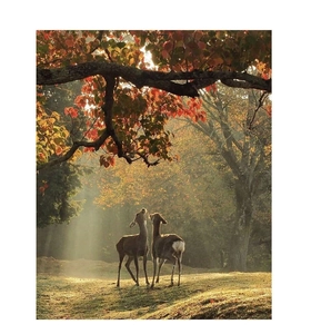 Détail de cerfs en forêt sous des feuilles d'érable rouges avec lumière douce