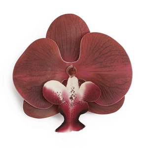 Makro-Detail des dunkelroten Orchideen-Chokers mit realistischer Blütenblattstruktur