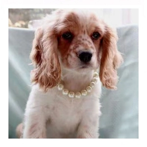 Hunde-Halskette Aus Kunstperlen Verstellbares Haustier-Halsband Schmuck Für Kleine Mittlere Hunde Katzen Möpse Bulldogge